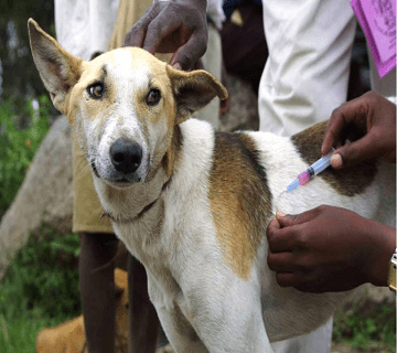 Rabies Responsible For Over 26K Global Deaths Annually – Channels