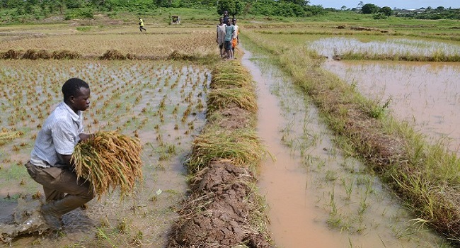 FG Launches CBN Rice Anchor Borrowers’ Programme In Imo