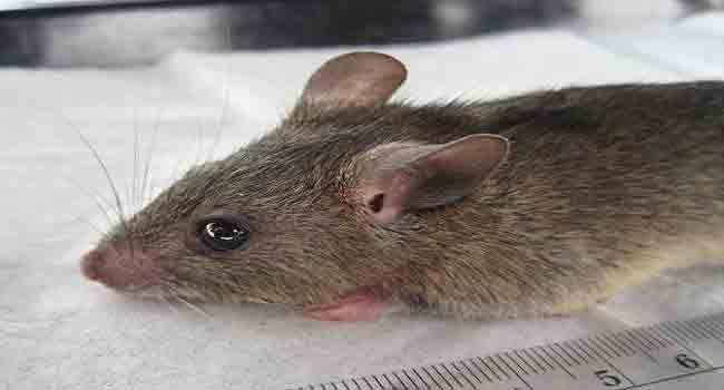 Lassa Fever Kills Three In Bauchi State