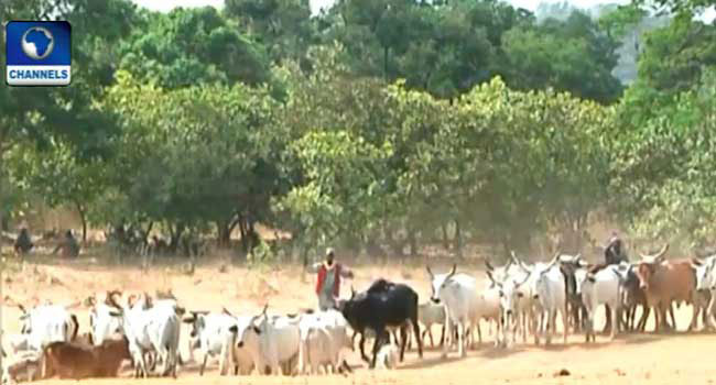 Ex-Police Boss Coomasie Blames Governors For Herdsmen-Farmers Conflict