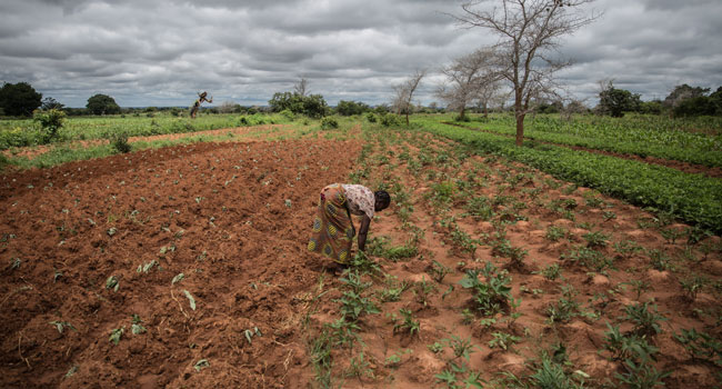 Hunger Stalks Southern Africa As Climate Crisis Deepens – Channels ...