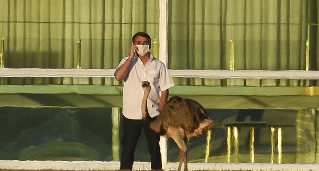 Brazilian President Jair Bolsonaro speaks on a mobile phone next to an emu outside the Alvorada Palace in Brasilia, Brazil, on July 13, 2020, in the midst of the new COVID-19 coronavirus pandemic. - Bolsonaro tested positive for the coronavirus on July 7, after months minimizing the dangers of the disease. (Photo by Sergio LIMA / AFP)