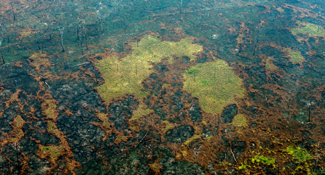 Deforestation surges in Brazil Atlantic Forest: report