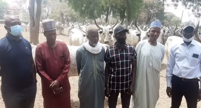 Benue Govt releases 210 cows to owners after collecting N5m fine