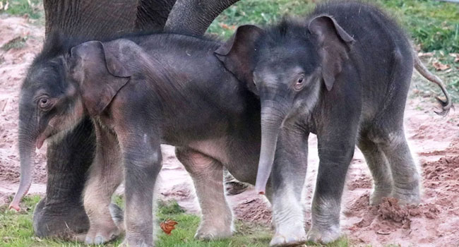 Rare set of elephant twins born in Kenya: 'Amazing odds!