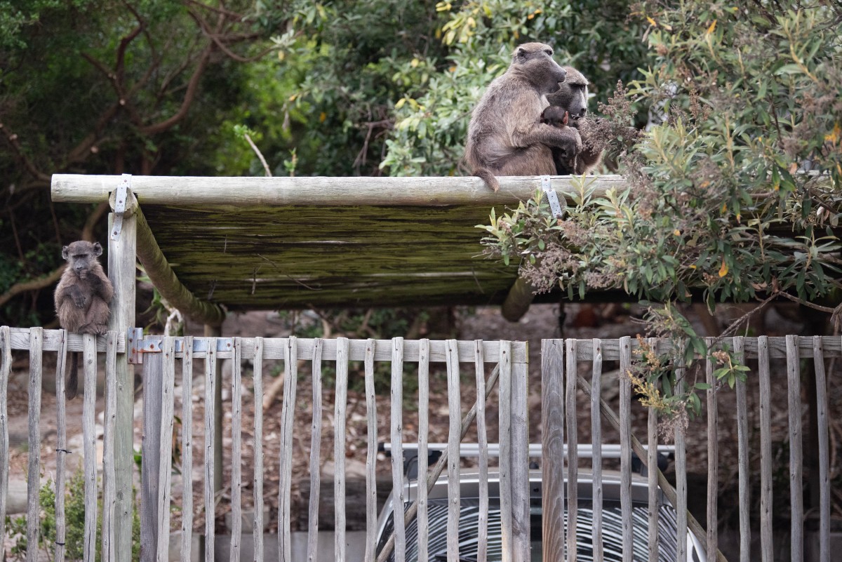 baboon-cape-town